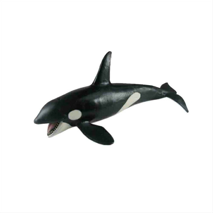 楽天市場】シャチ 魚模型 魚フィギュア タイプB : ディスプレイ