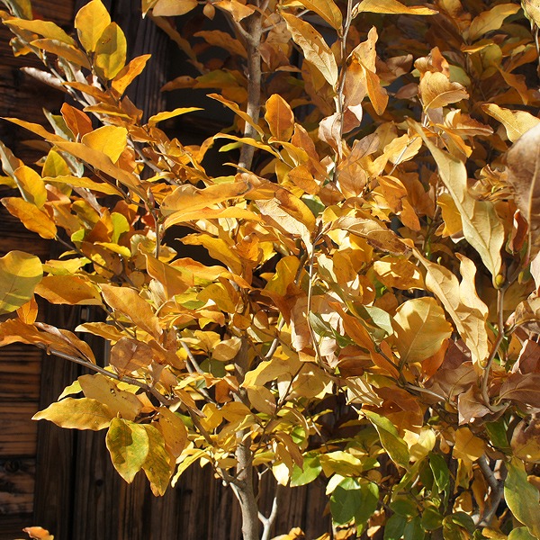 楽天市場】ヤマコウバシ（山香ばし） 株立 樹高2.0m前後 露地苗 低木