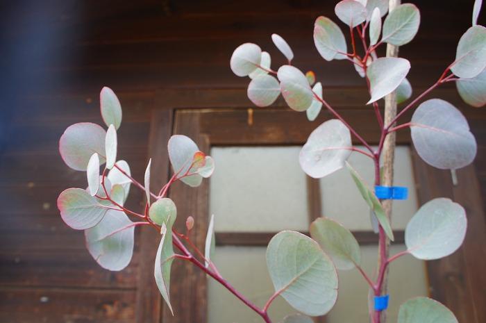 楽天市場】ユーカリ/ポポラス（マルバユーカリ） 樹高1.8m前後 露地苗