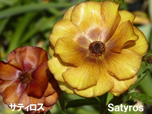 楽天市場】【24種】ラナンキュラス ラックス 4号ポット（花なし〜蕾