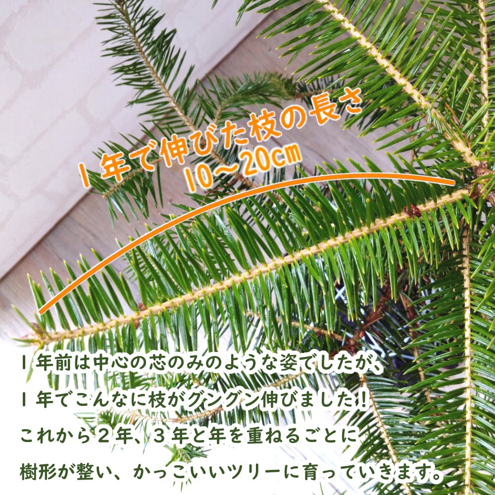 楽天市場】【 鉢なし 】 ウラジロモミ 根巻株 クリスマスツリー 樹高約