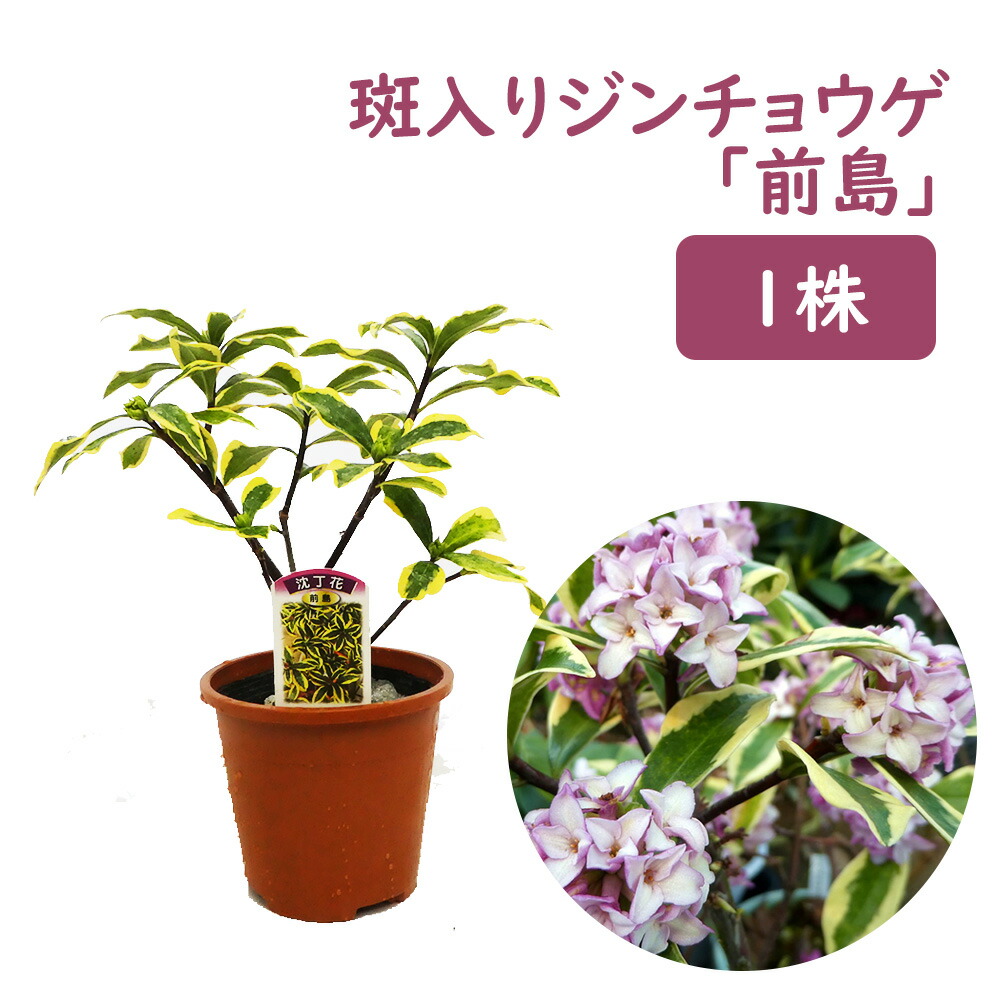 楽天市場】ジンチョウゲ 苗 苗木 沈丁花 斑入り『 前島 』1株 10.5cm