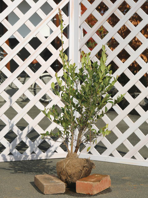 楽天市場】シャシャンボ 0.6m 露地 3本 苗 : トオヤマグリーン