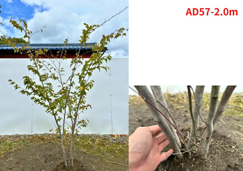 楽天市場】【現品発送】アカシデ(アカメソロ) 株立ち 樹高1.9-2.3m(根