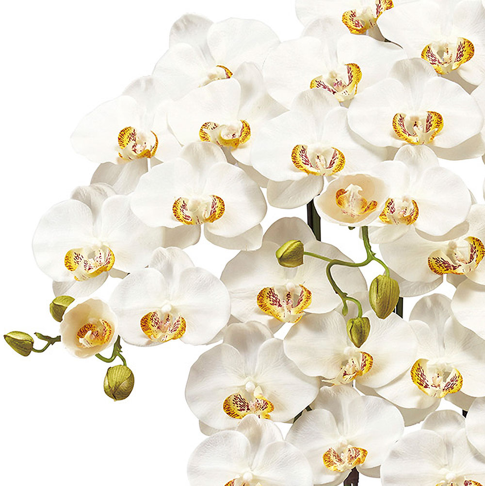 楽天市場】胡蝶蘭 鉢花 7本立 光触媒加工 ピュア オーキッド おしゃれ