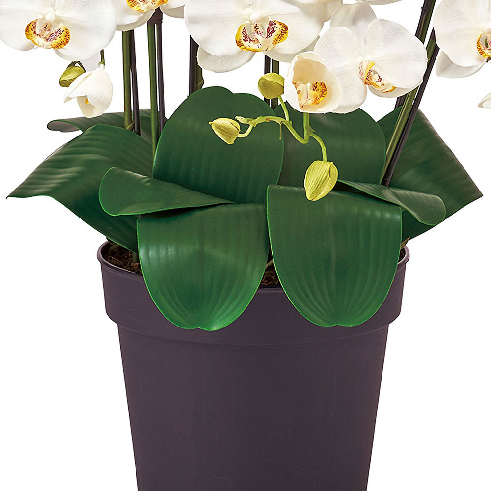 楽天市場】胡蝶蘭 鉢花 7本立 光触媒加工 ピュア オーキッド おしゃれ