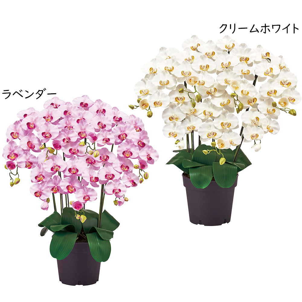 楽天市場】胡蝶蘭 鉢花 7本立 光触媒加工 ピュア オーキッド おしゃれ