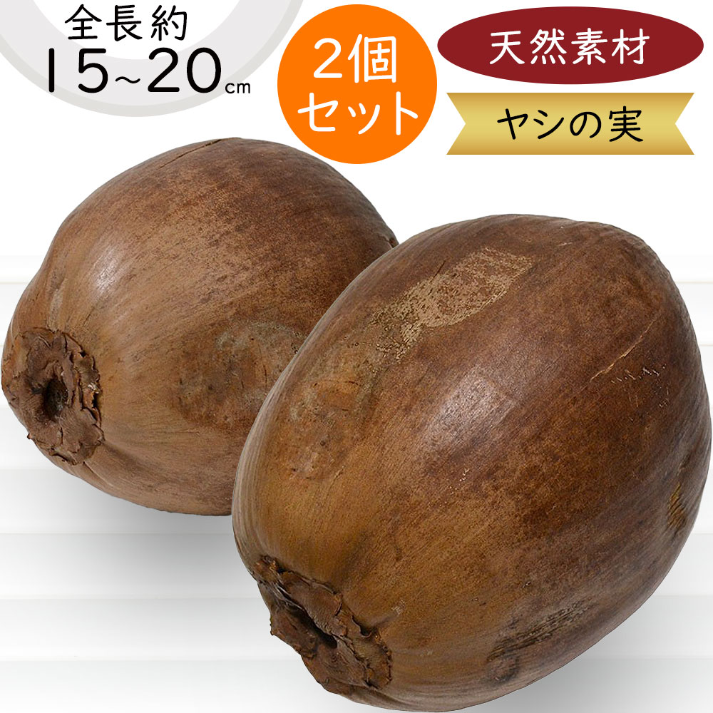 楽天市場】ヤシの実 ココナッツ 人気 食品サンプル ヤシ類 椰子の実