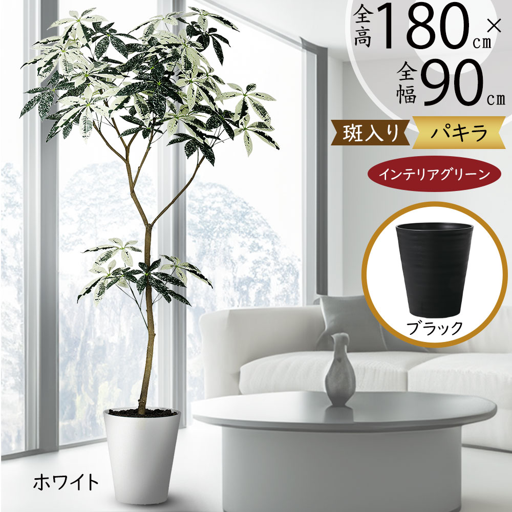 観葉植物 パキラミルキーウェイ」の人気商品一覧 | 安い商品を通販