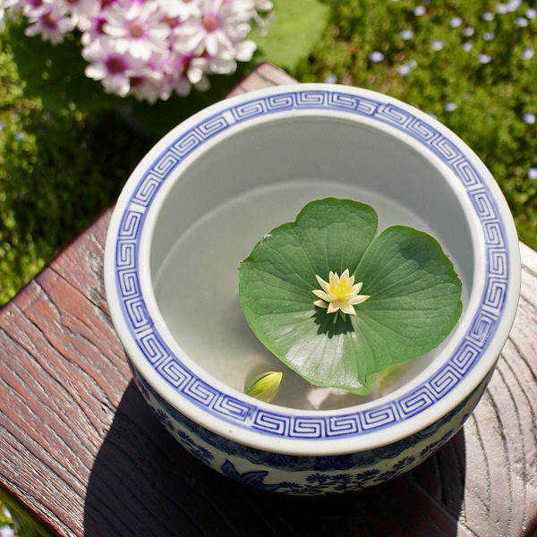 楽天市場】金魚鉢 おしゃれ 陶器 睡蓮鉢 丸 屋外 室内 鉢カバー 手火鉢