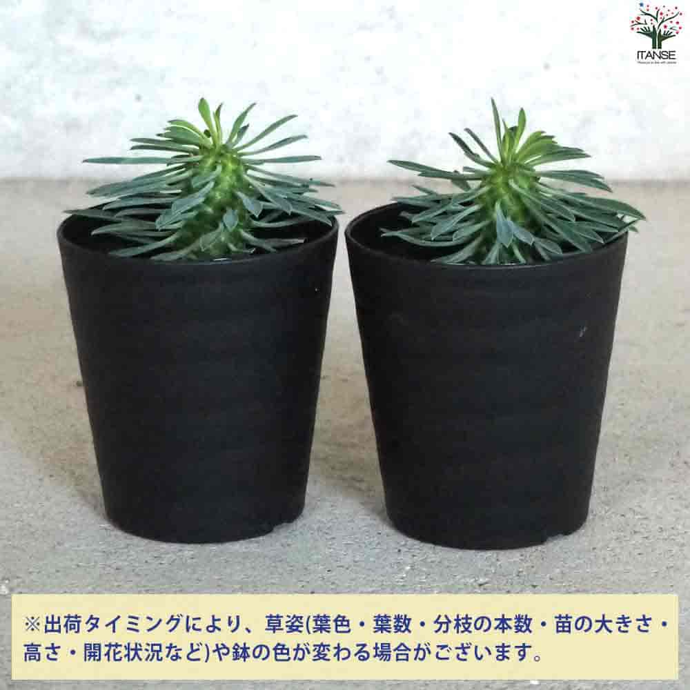 楽天市場】【送料無料】ユーフォルビア 怪魔玉 多肉植物 3号鉢 花苗