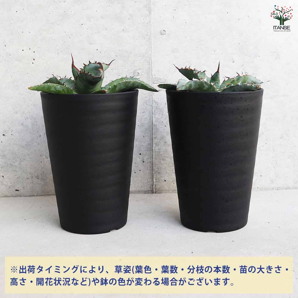 楽天市場】【送料無料】アガベ チタノタ ブルー 3.5号ポット リビング