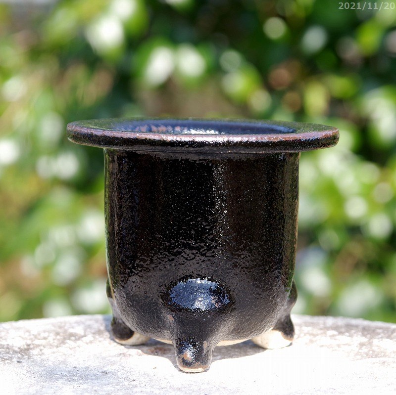 楽天市場】万年青鉢 3号の通販