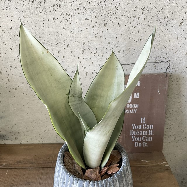 楽天市場】観葉植物【サンセヴィエリア属】サンスベリア・ムーン