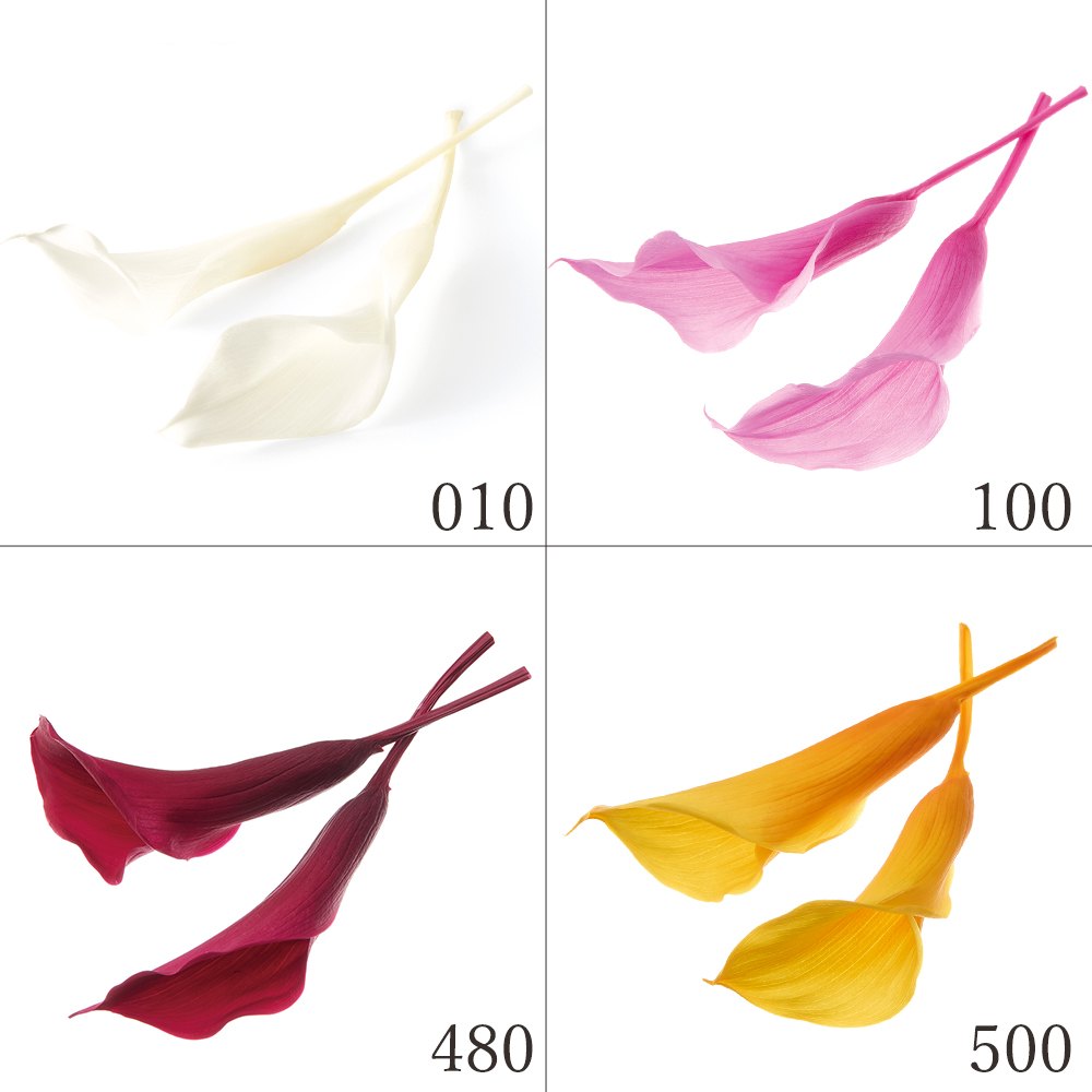 楽天市場】【P15倍中 2/24 9:59まで】 プリザーブドフラワー 花材