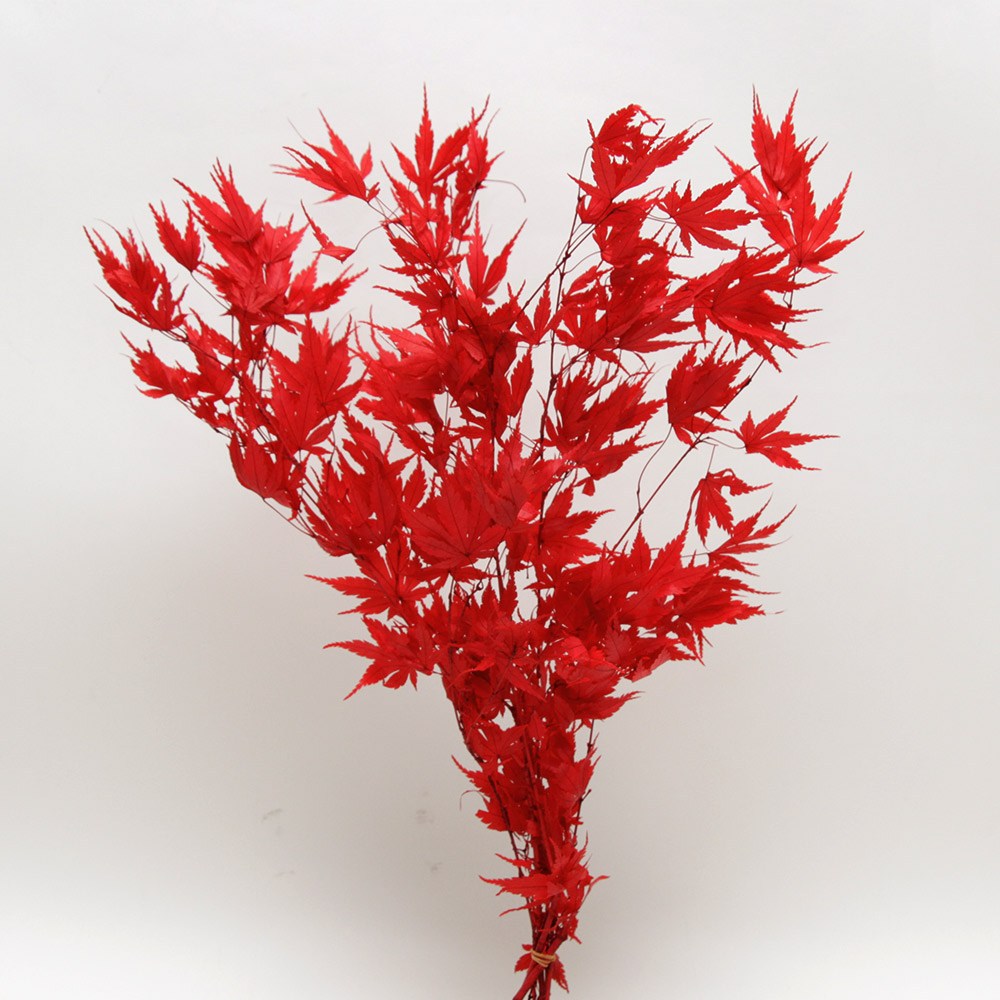 楽天市場】【P15倍中 2/24 9:59まで】 プリザーブドフラワー 花材 即日