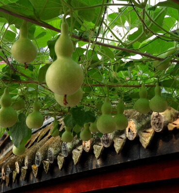 楽天市場】風水アイテム 天然のひょうたん使用 開運瓢箪（八卦太極柄