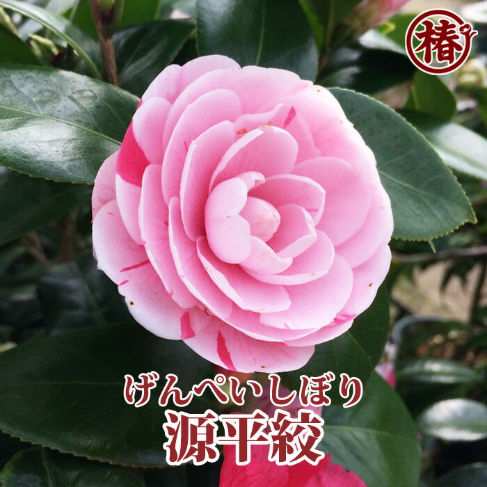 楽天市場】源平絞・げんぺいしぼり15cmポット（5号鉢）挿木苗【椿