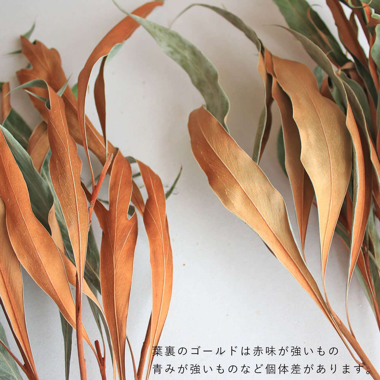 楽天市場】グレビレア ゴールドリーフ / ドライフラワー ネイティブ