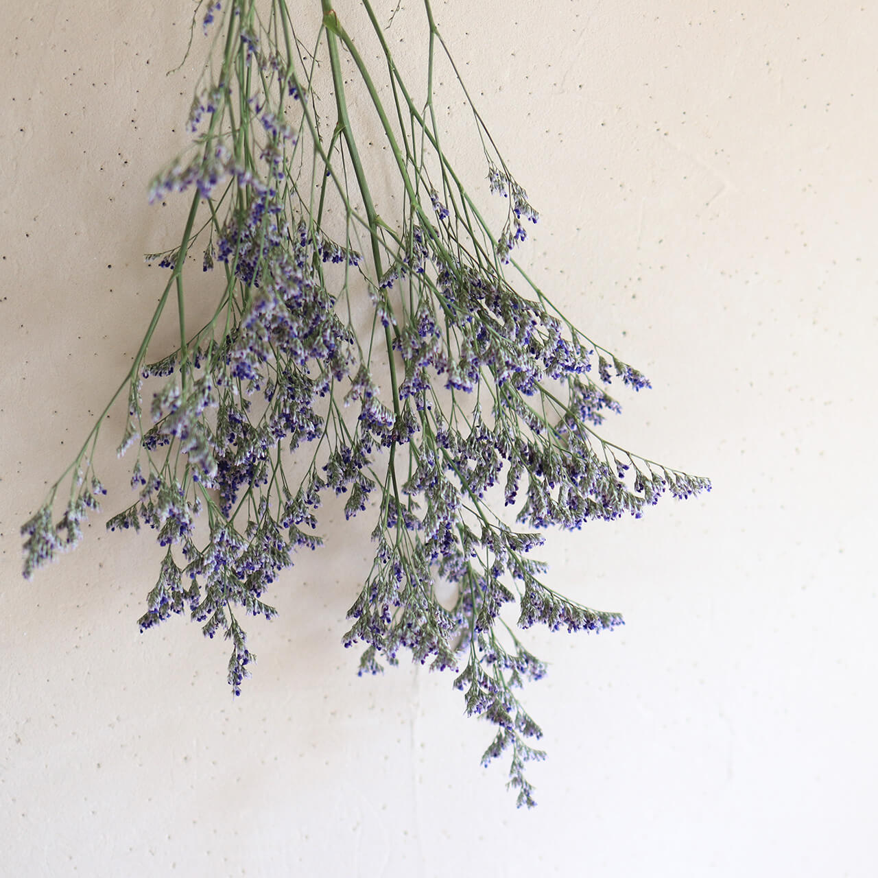 楽天市場】スターチス HBチース ブルーファンタジア / ドライフラワー