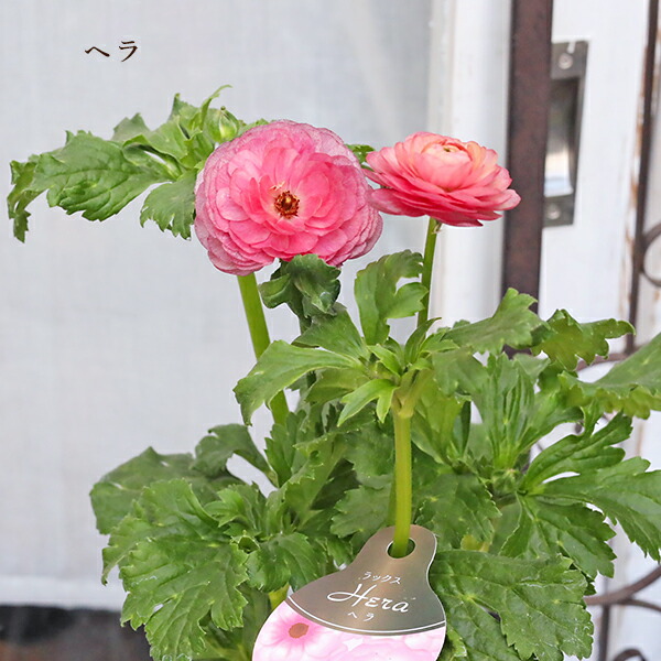 ラナンキュラスラックス」の人気商品一覧 | 安い商品を通販サイトから