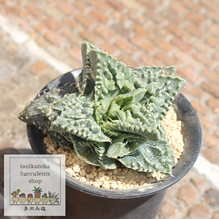 楽天市場】狂乱怒涛 フォーカリア 多肉植物 Faucaria kyourandotou