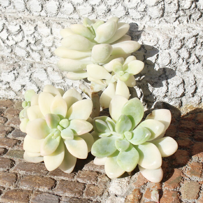 楽天市場】グラプトベリア エレン錦 カット苗 Graptoveria 'Ellen