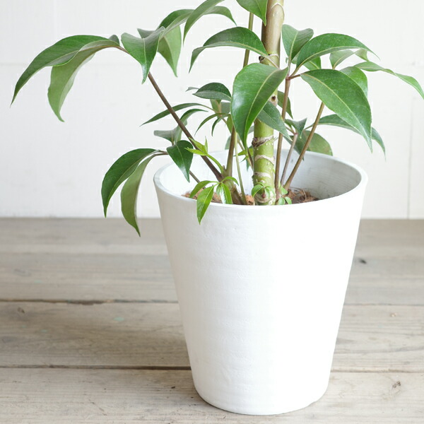 楽天市場】ツピタンサス シェフレラ 観葉植物 本物 ホワイトセラアート