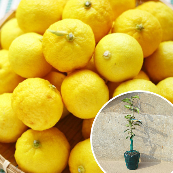 花 柚子 苗」の人気商品一覧 | 安い商品を通販サイトから探す - 価格.com