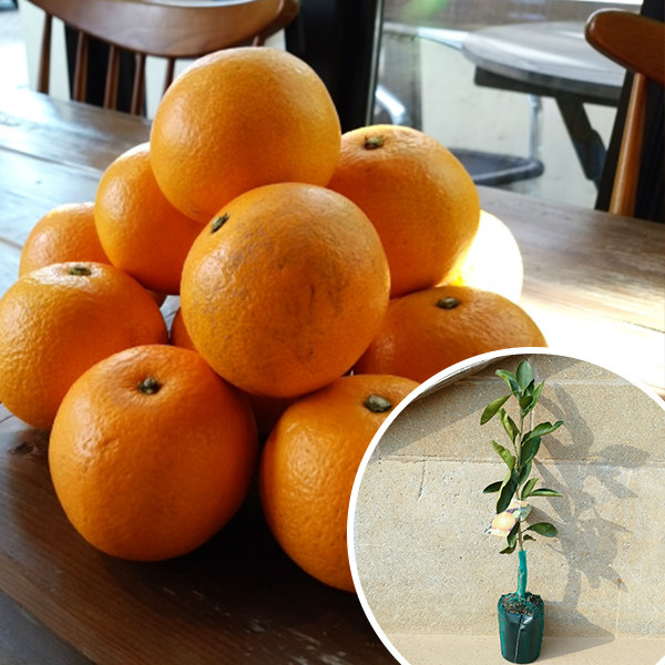 楽天市場】紅八朔 苗木の通販