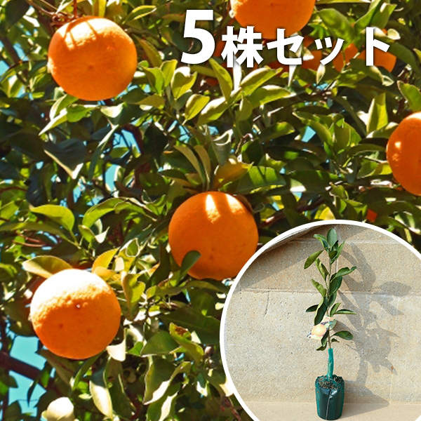 楽天市場】[楽天市場店限定価格] ◇グリGO!ガーデニング応援祭