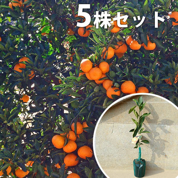 苗 みはや」の人気商品一覧 | 安い商品を通販サイトから探す - 価格.com