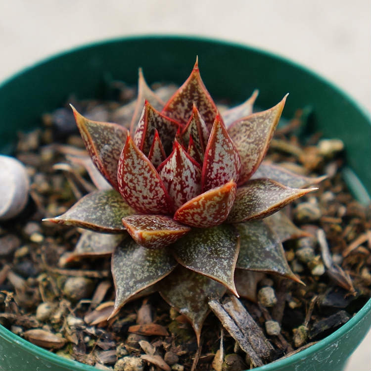 楽天市場】パープソルム 7.5cmポット 多肉植物 エケベリア Echeveria