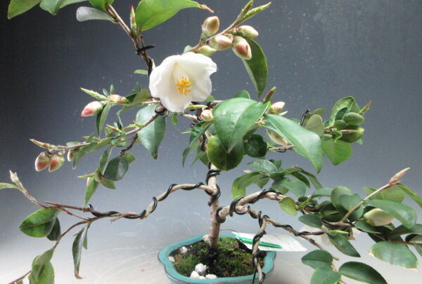 楽天市場】盆栽 花芽付き！椿 ポップコーン（白花八重小花）鉢植え盆栽