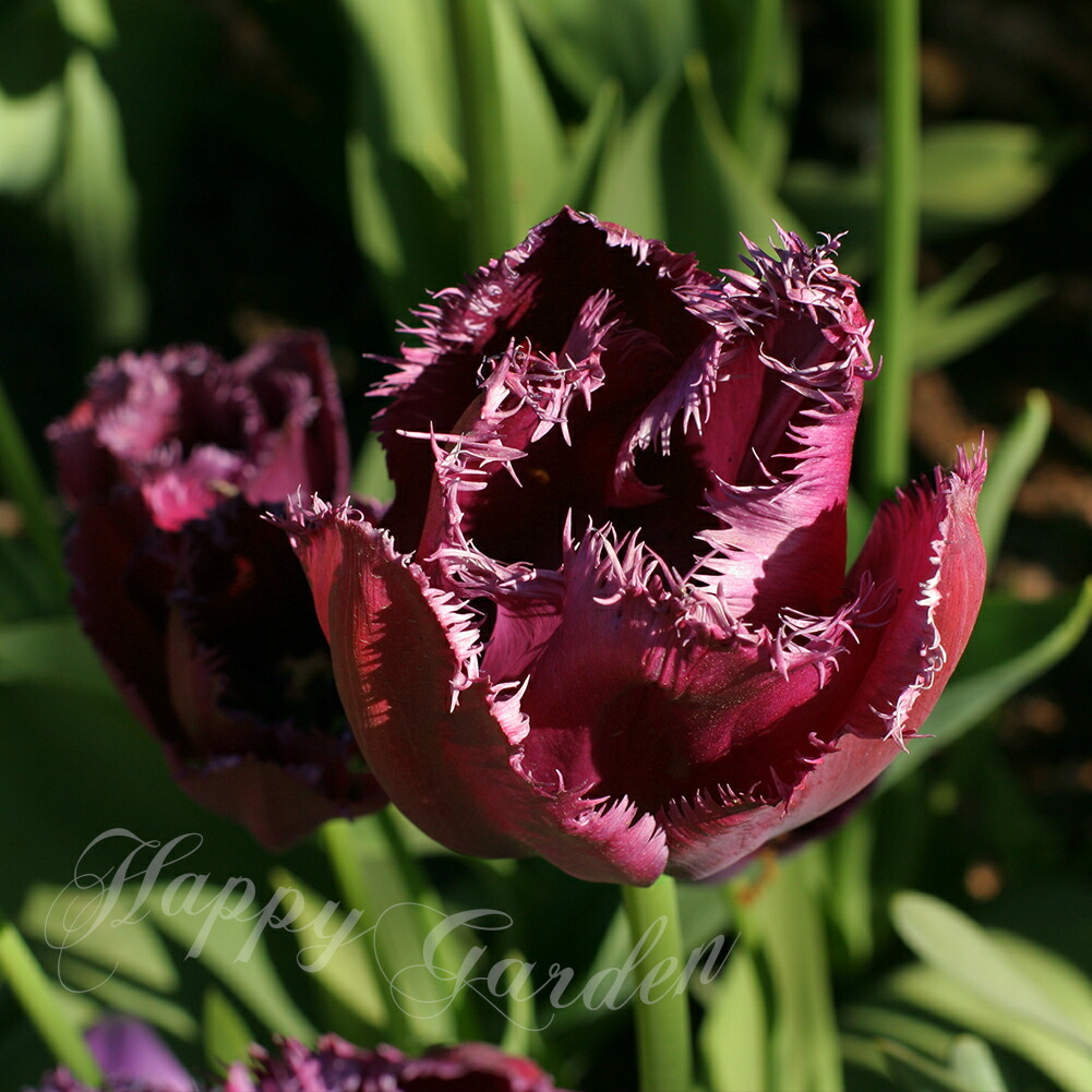 楽天市場】球根 花 フリンジ咲き チューリップ ラブラドール 5球セット