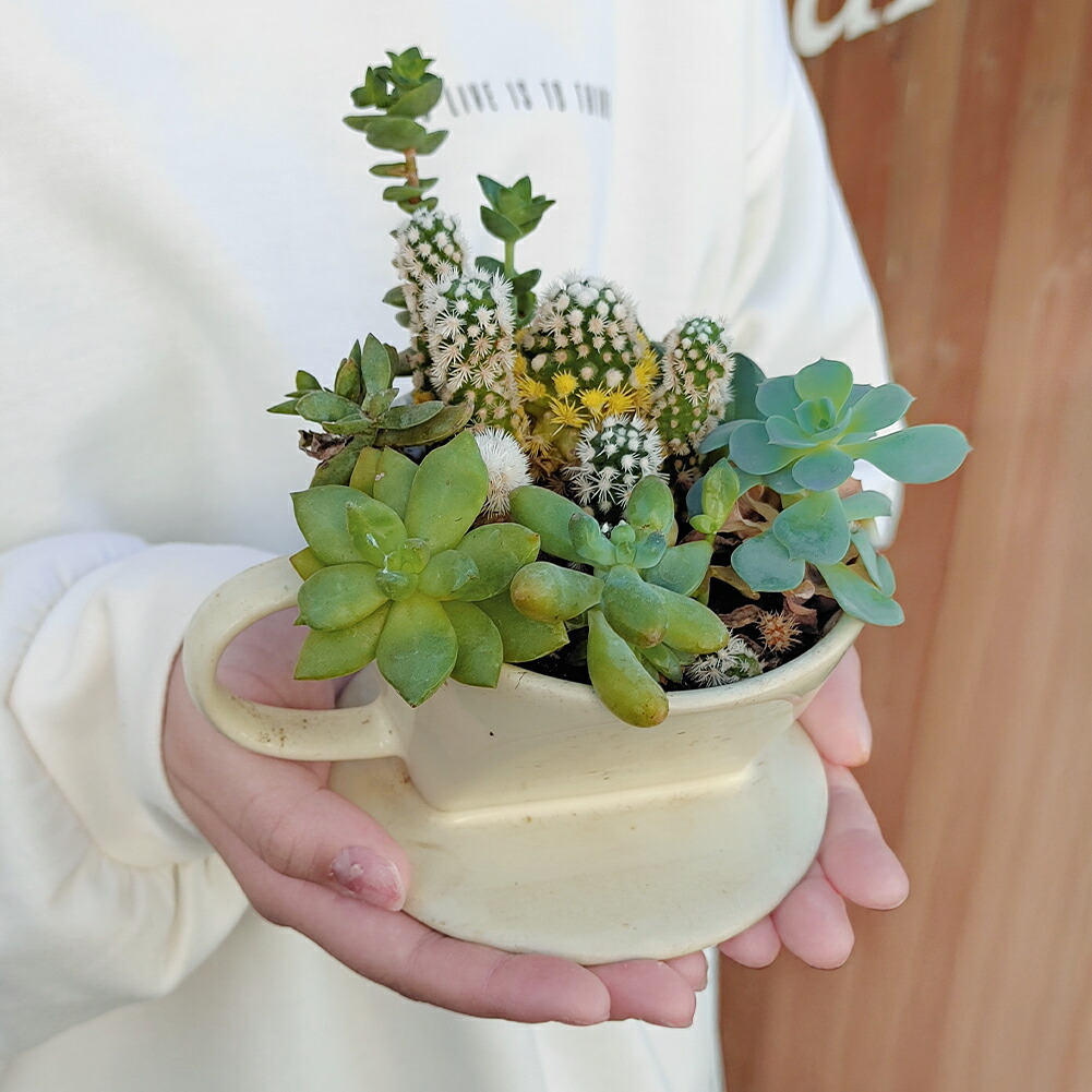 楽天市場】ギフト プレゼント 多肉植物の寄せ植え コーヒードリッパー
