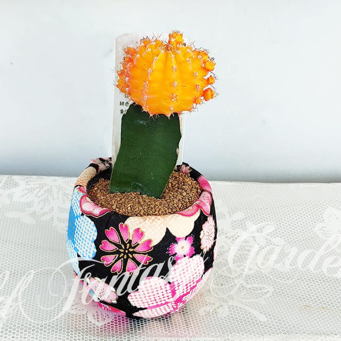 楽天市場】ギフト 多肉植物 プレゼント 和サボテン ヒボたん 緋牡丹 1