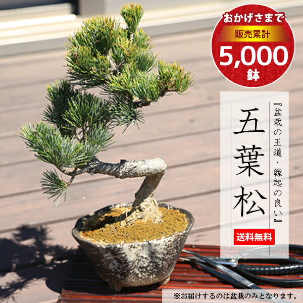 楽天市場】【即日出荷可！】小品盆栽：五葉松(瀬戸焼変形鉢)*bonsai