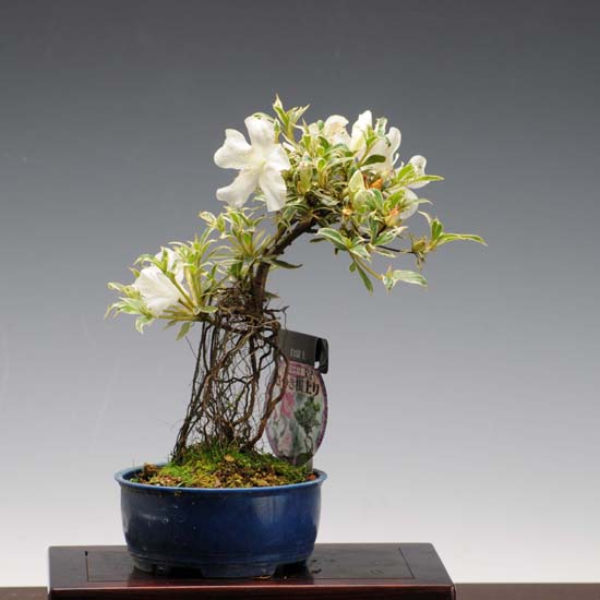 楽天市場】苗：皐月・さつき根上がり（白富士） : 遊恵盆栽 楽天市場店