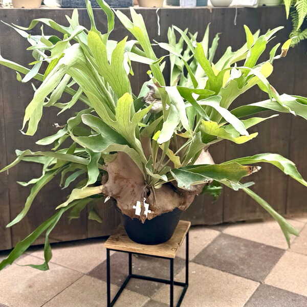 楽天市場】おしゃれ 観葉植物：ビカクシダ コウモリラン ネザーランド