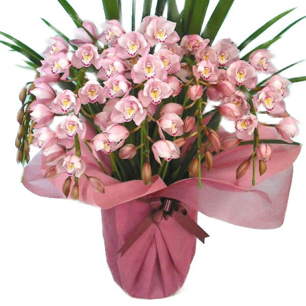 楽天市場】シンビジューム ピンク アーチ 6本立ち ラッピング付 : 渥美