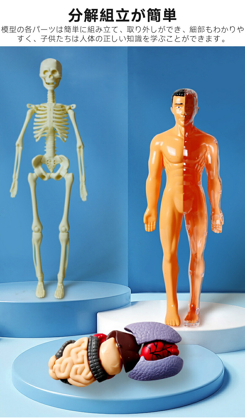 楽天市場】人体模型 骨格 ミニ 人体骨格模型 人体解剖学モデル 人体