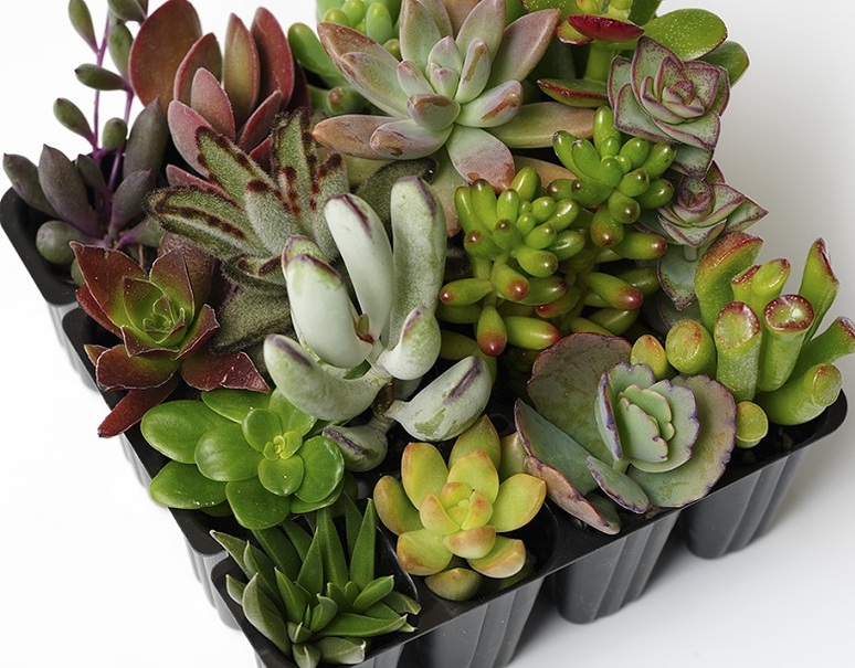 葛西市場よりお届け「多肉植物の寄せ植えキット」(大小2つの制作鉢付き