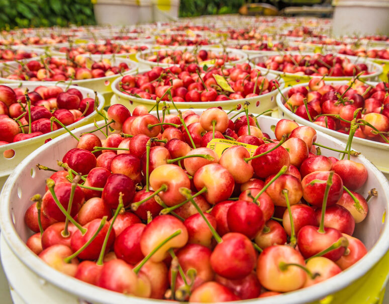 オービル農園「GEE WHIZ レイニアチェリー」アメリカ・ワシントン州産