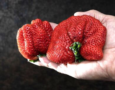 いちご様オーダー品 おといちご様⭐︎ おといちご様⭐︎ いちご様