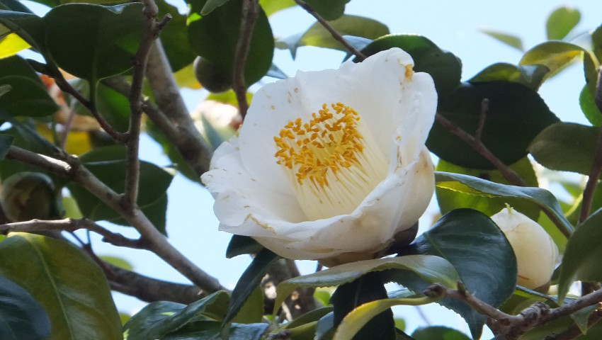 友久様ご確認苗 加茂本阿弥と四ヶ村 tsubaki071_01-logo.jpg