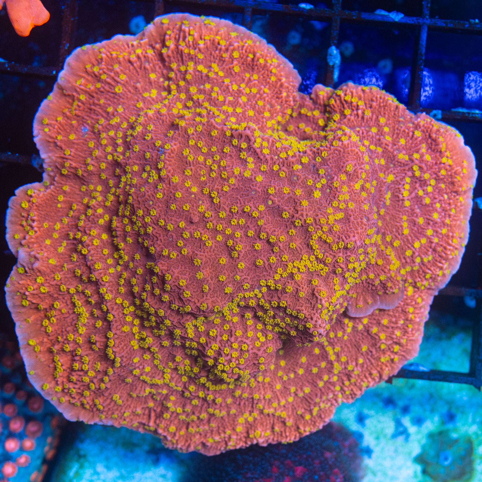 Setting Sun Monti – Treasure Corals