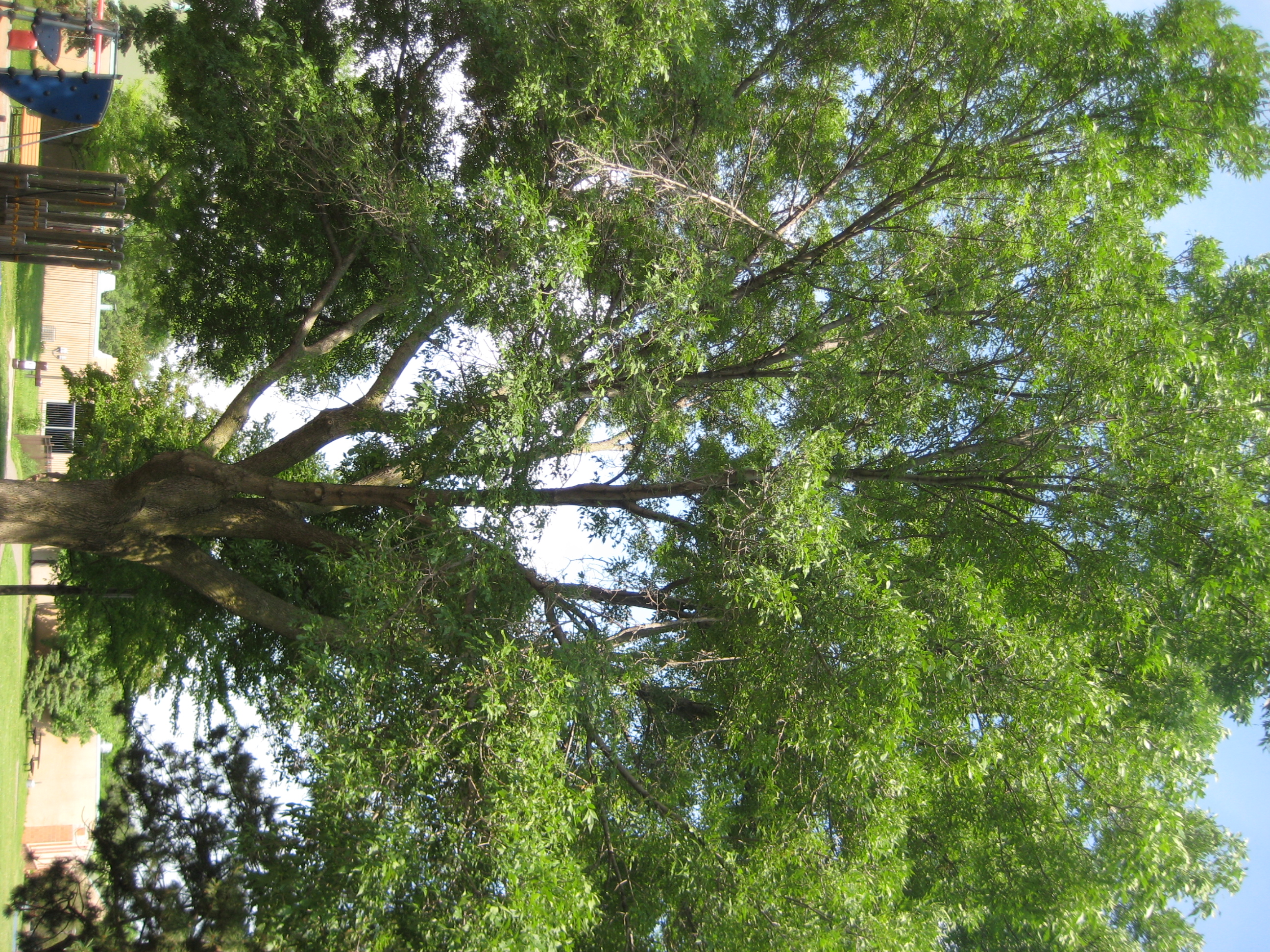 GREEN ASH - FRAXINUS PENNSYLVANICA | The UFOR Nursery & Lab