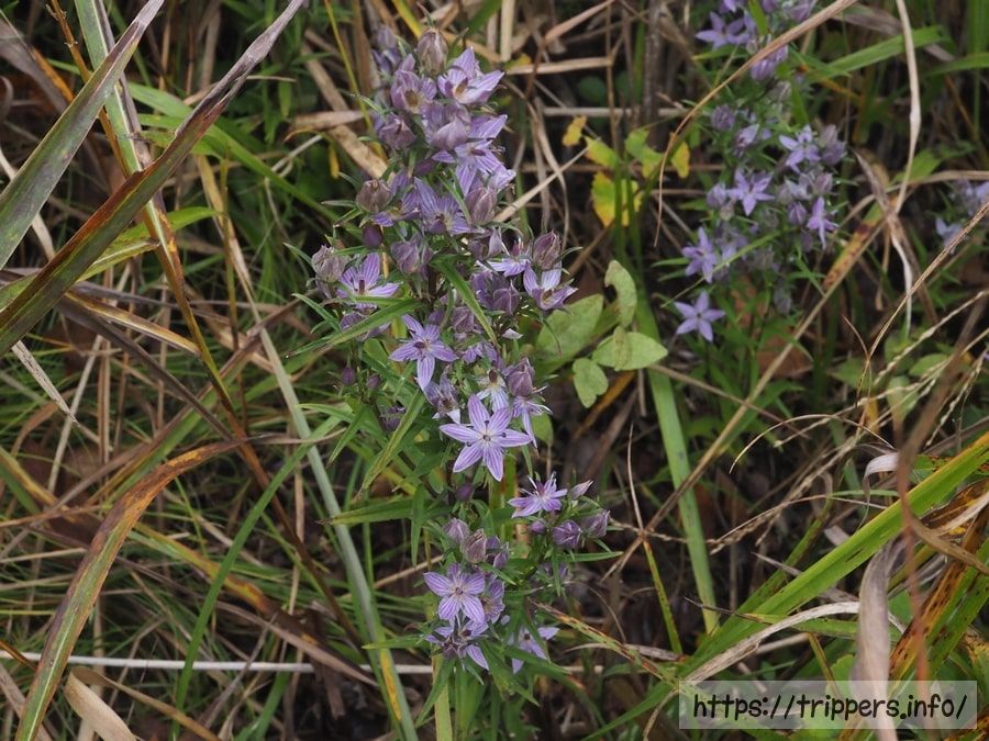 ムラサキセンブリ