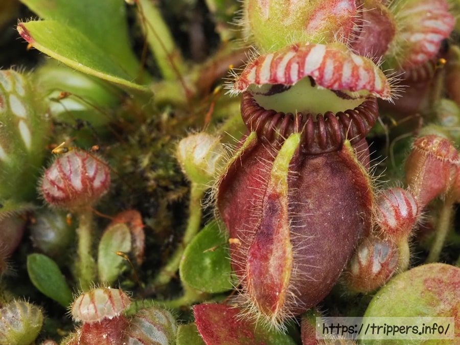 セファロタスの育て方